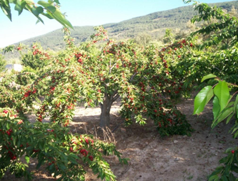 Las Calabazas Barrado Bilik gambar